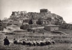 Schafe unter der Akropolis 1903