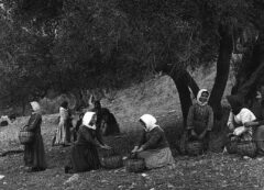 Preveli Kreta, die Oliven pflücken