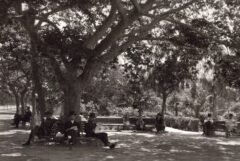 Gärten von Zapeion-1920