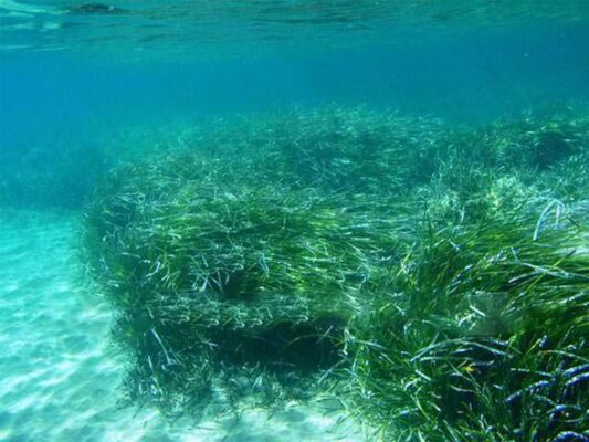 Benitses Posidonia Wiesen