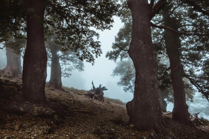 In einem Wald in Griechenland