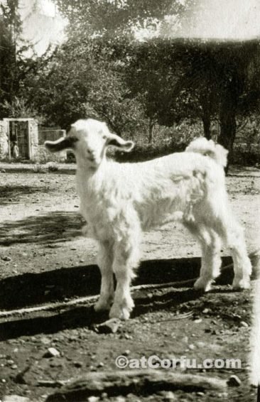 Μπενίτσες - προβατο στη φάρμα Μάνεση