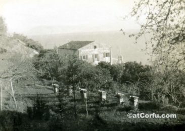 Beehives at San Stefano 1950