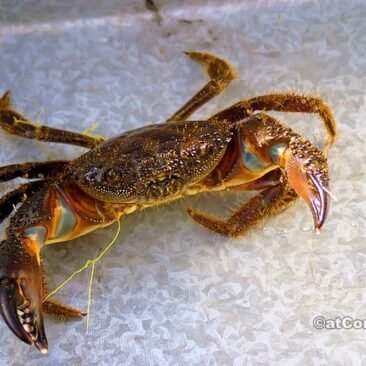 Benitses - a crab