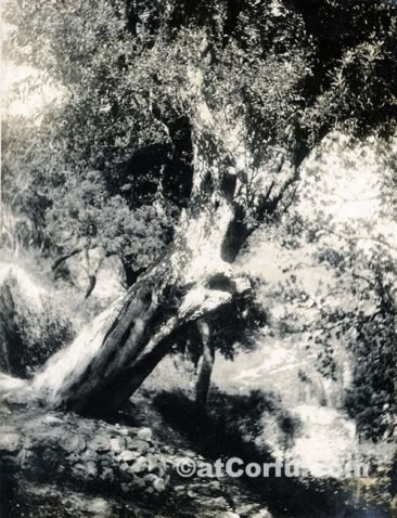 Οld olive tree