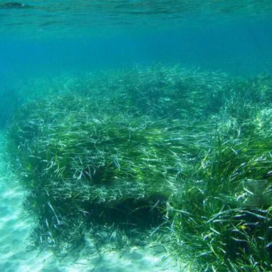 Posidonia