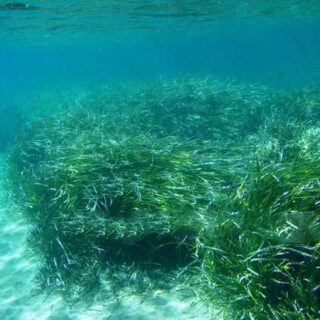 Benitses, Posidonia meadows Benitses, Posidonia meadows