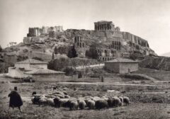 Sheeps under Akropolis 1903