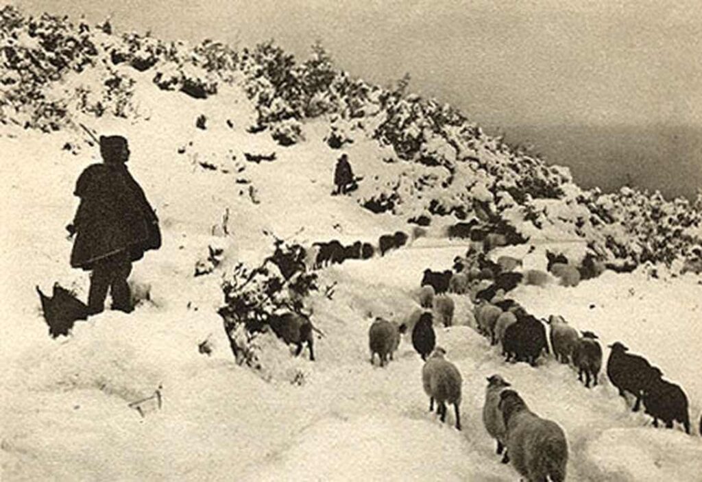 Sheeps in Olympus