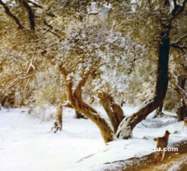 Snow in Benitses - January 1979