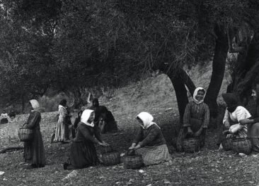 Preveli Crete - Picking the Olives 1903