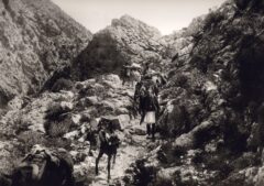 At Taygetos 1903