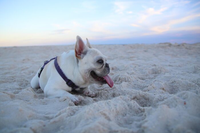 A Dog on the beach