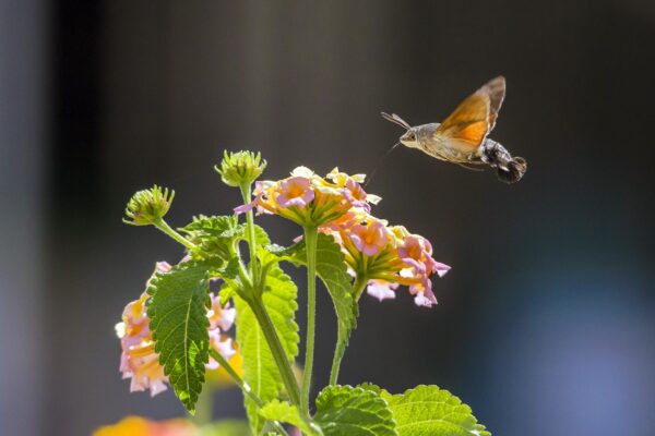 Flowers and Hummingbird moth in Corfu