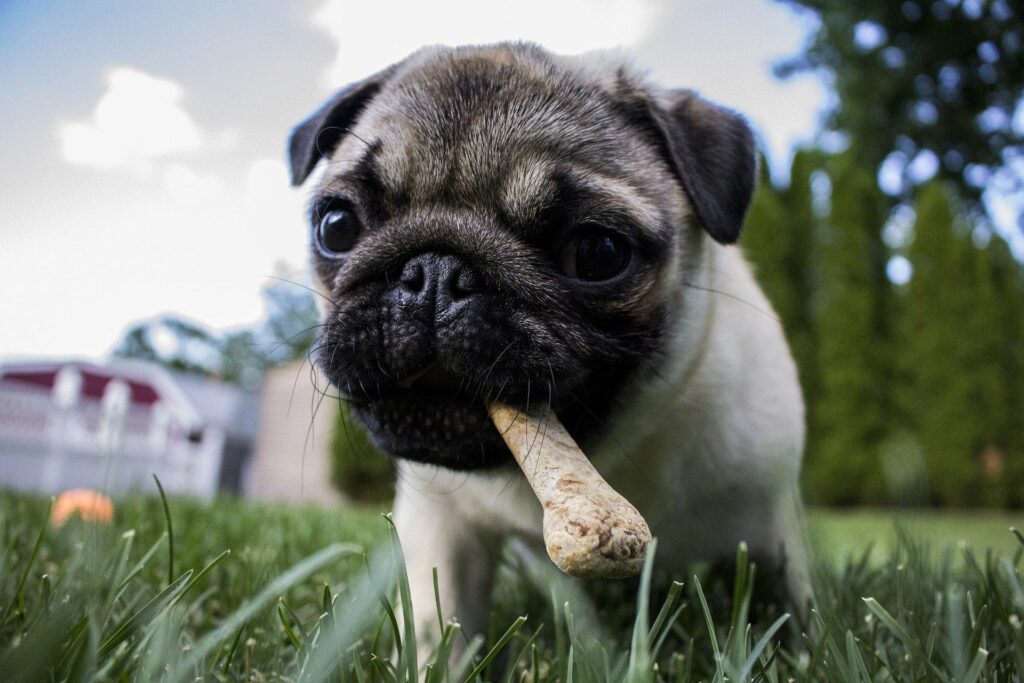 A dog with a bone