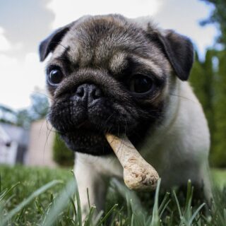 Traveling With Pets This Holiday? 7 Things To Pack