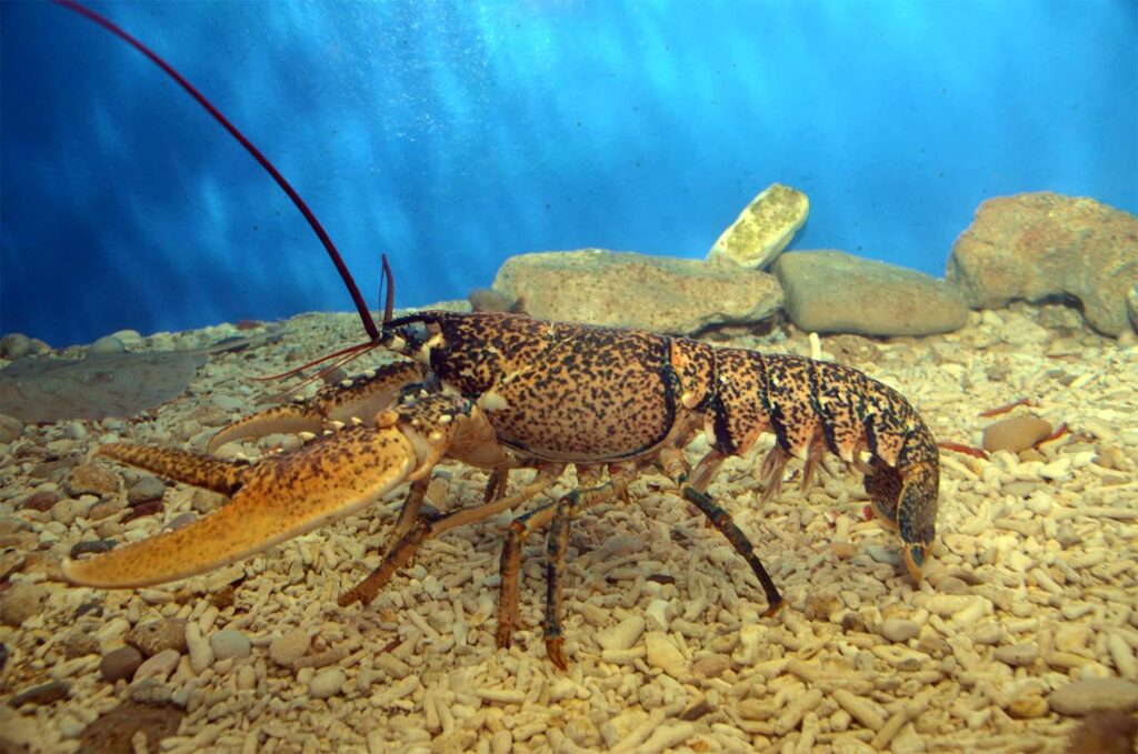 Lobster in Paleokastrtsa aquarium