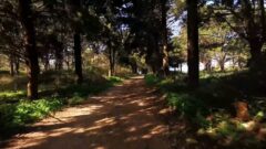 Forest at northeast Corfu