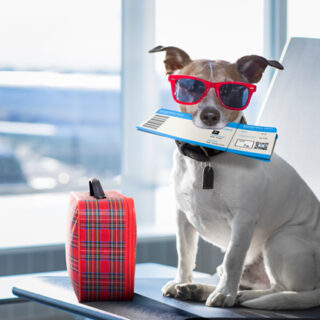 A dog with his ticket in hands(mouth)