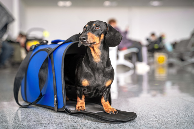 Dog in his travel bag