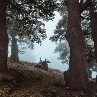 In a forest in Greece