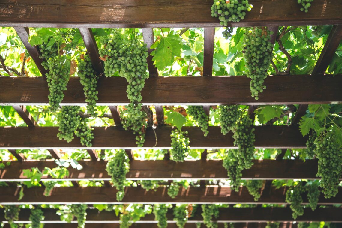 Vineyards