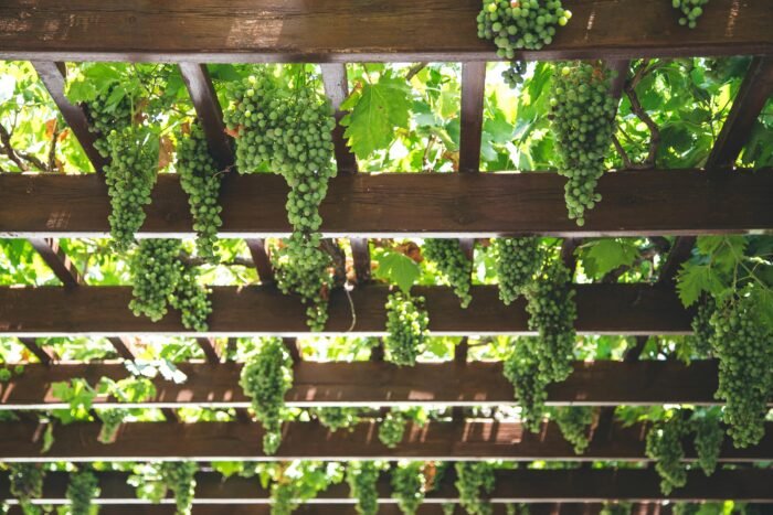 Vineyards