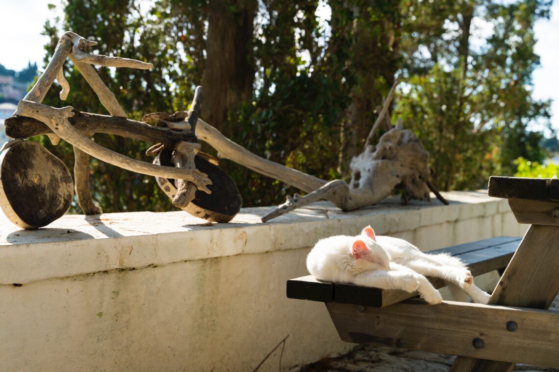 Cats in Corfu sun